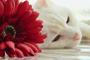 爱游戏体育APP下载-德国队2024年表现：从赛场挑战到技术突破，德国队这几年