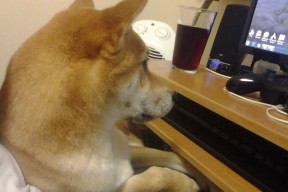 爱游互娱游戏官网-中国香港队的未来挑战：如何在国际乒乓赛事中逐渐崭露头角，乒乓球香港队