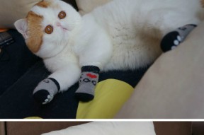 爱游戏体育官网-掩护后突破与传球的节奏控制方式，掩护犯规算进攻犯规吗