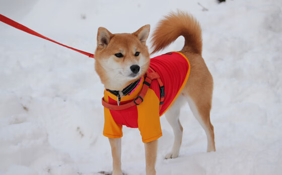 “台球：天府校区体育馆迎来世界顶级选手的精妙对决”